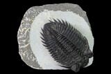 Coltraneia Trilobite Fossil - Huge Faceted Eyes #165840-1
